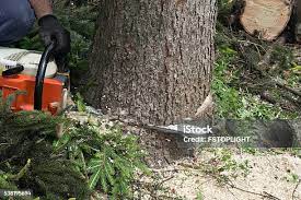 Professional Tree Care in Waterloo, NE
