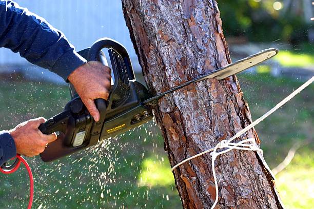 How Our Tree Care Process Works  in  Waterloo, NE